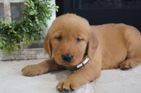 Daisy , a female Golden Retriever for sale in Apple Creek, OH – 5 of 7