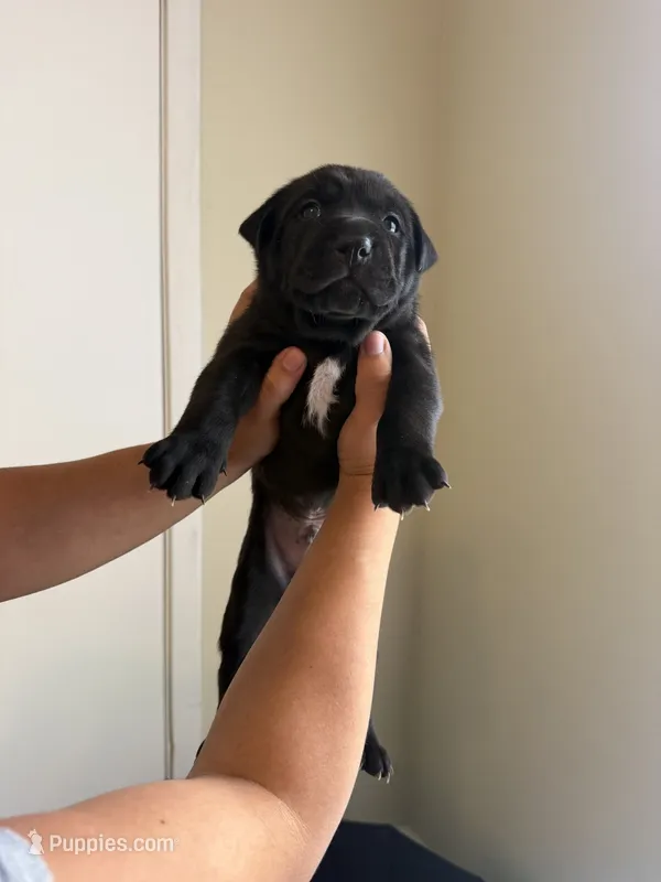 Goose  – American Pit Bull Terrier, Labrador Retriever puppy for sale in Baytown, TX