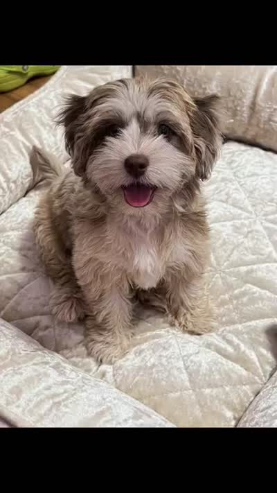 Opal, a female Cockapoo and Shih Tzu for sale in Townsend, MA – 2 of 7