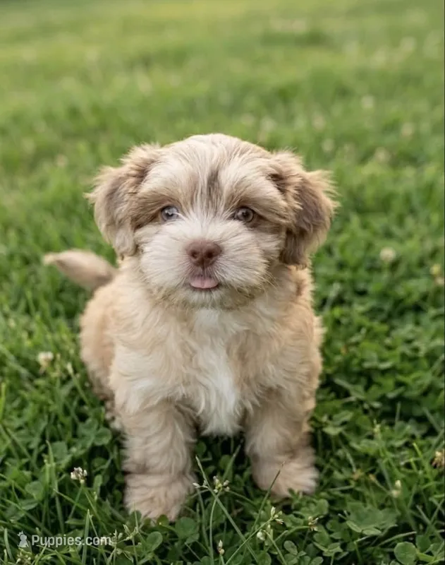 Opal – Cockapoo, Shih Tzu puppy for sale in Townsend, MA