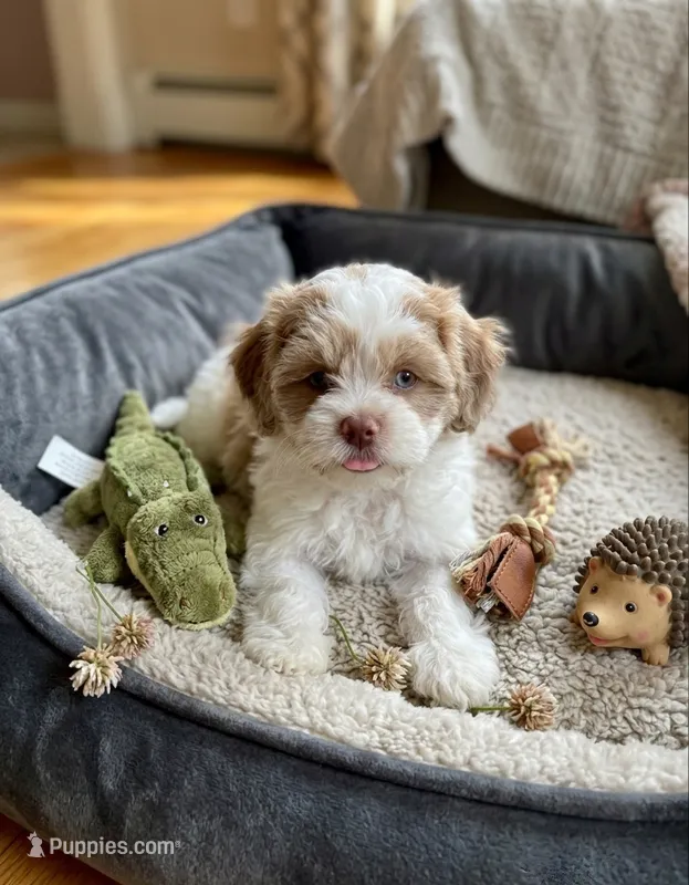 Nina – Cockapoo, Shih Tzu puppy for sale in Townsend, MA