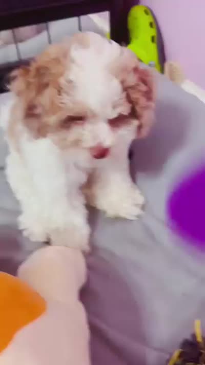 Nina, a female Cockapoo and Shih Tzu for sale in Townsend, MA – 5 of 6