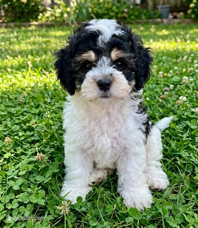 Mickey – Cockapoo, Shih Tzu puppy for sale in Townsend, MA