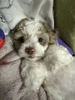 Nina, a female Cockapoo and Shih Tzu for sale in Townsend, MA – 4 of 4