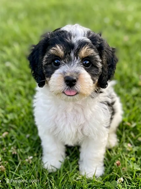 Mickey – Cockapoo, Shih Tzu puppy for sale in Townsend, MA