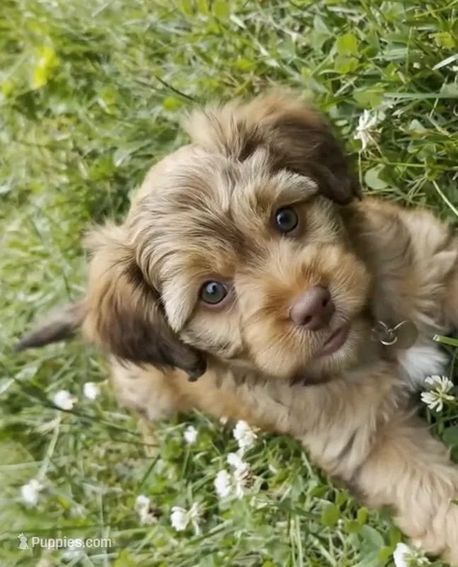 Winner – Cockapoo, Shih Tzu puppy for sale in Townsend, MA