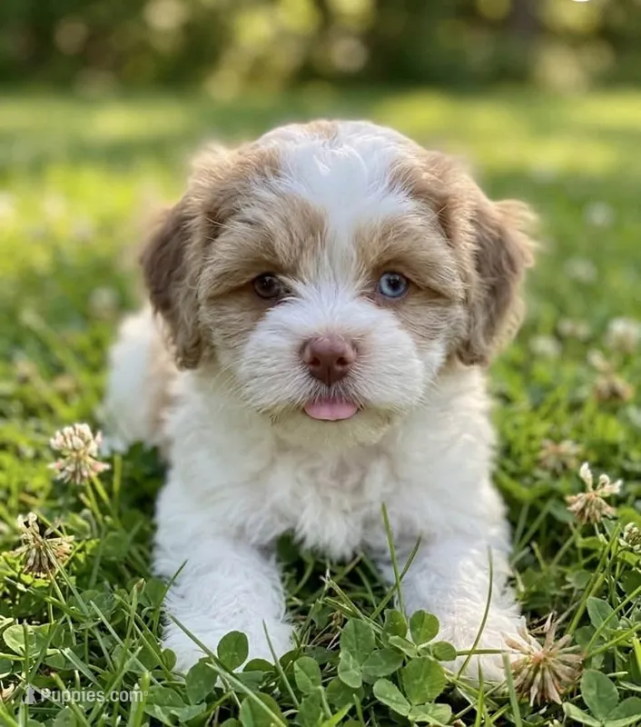 Nina – Cockapoo, Shih Tzu puppy for sale in Townsend, MA
