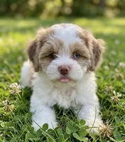 Nina, a female Cockapoo and Shih Tzu for sale in Townsend, MA – 2 of 6