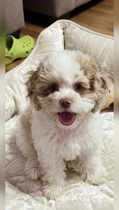 Nina, a female Cockapoo and Shih Tzu for sale in Townsend, MA – 2 of 7