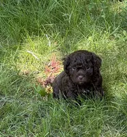 Teddy, a male Cockapoo and Shih Tzu for sale in Townsend, MA – 2 of 2