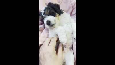 Mickey, a male Cockapoo and Shih Tzu for sale in Townsend, MA – 4 of 4