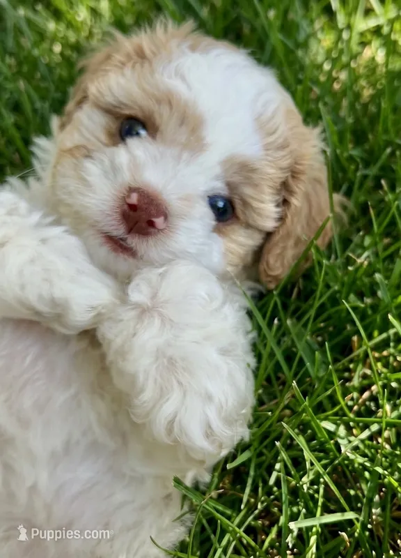 Nina – Cockapoo, Shih Tzu puppy for sale in Townsend, MA