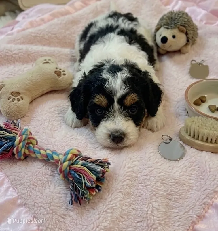 Mickey – Cockapoo, Shih Tzu puppy for sale in Townsend, MA