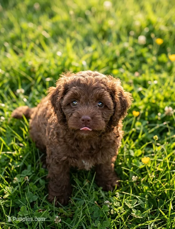 Teddy – Cockapoo, Shih Tzu puppy for sale in Townsend, MA