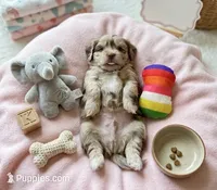 Opal, a female Cockapoo and Shih Tzu for sale in Townsend, MA – 4 of 4