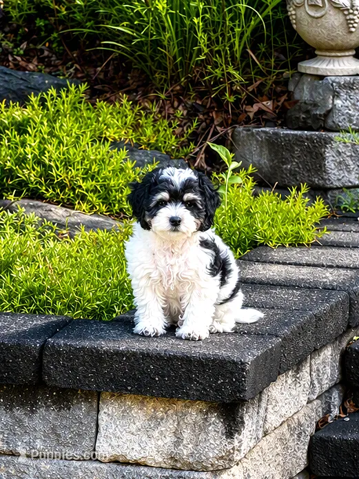 Mickey – Cockapoo, Shih Tzu puppy for sale in Townsend, MA