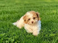 Nina, a female Cockapoo and Shih Tzu for sale in Townsend, MA – 4 of 6