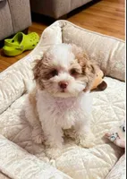 Nina, a female Cockapoo and Shih Tzu for sale in Townsend, MA – 4 of 7