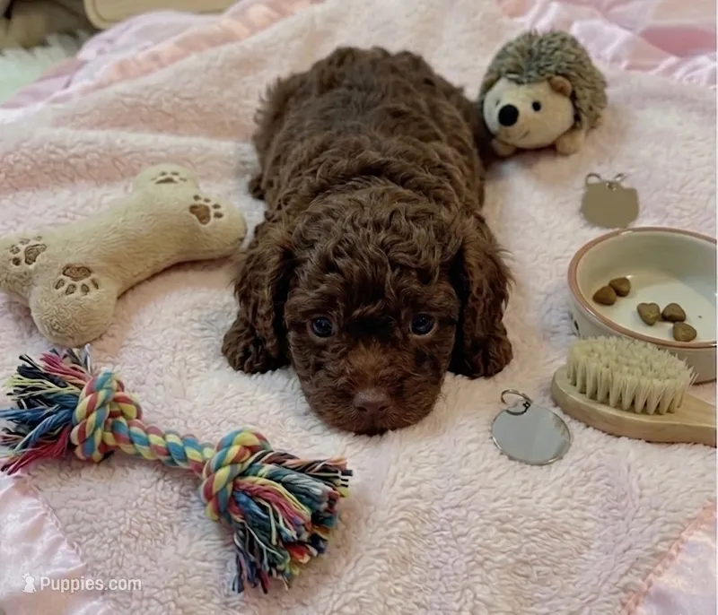 Teddy – Cockapoo, Shih Tzu puppy for sale in Townsend, MA