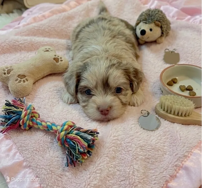 Opal – Cockapoo, Shih Tzu puppy for sale in Townsend, MA