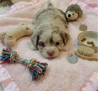 Opal, a female Cockapoo and Shih Tzu for sale in Townsend, MA – 1 of 2