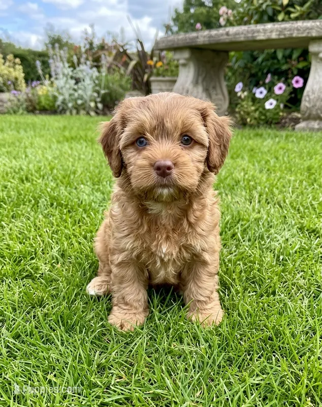 Winner – Cockapoo, Shih Tzu puppy for sale in Townsend, MA
