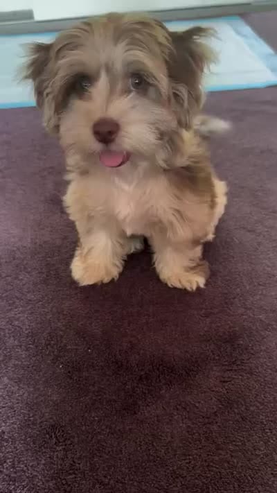 Opal, a female Cockapoo and Shih Tzu for sale in Townsend, MA – 5 of 7