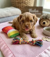 Winner, a male Cockapoo and Shih Tzu for sale in Townsend, MA – 1 of 3