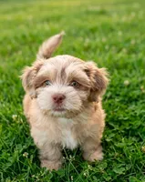 Opal, a female Cockapoo and Shih Tzu for sale in Townsend, MA – 3 of 7
