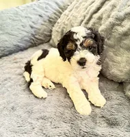 Mickey, a male Cockapoo and Shih Tzu for sale in Townsend, MA – 3 of 4