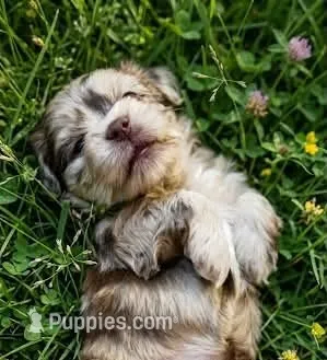Opal – Cockapoo, Shih Tzu puppy for sale in Townsend, MA