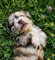 Opal, a female Cockapoo and Shih Tzu for sale in Townsend, MA – 1 of 7