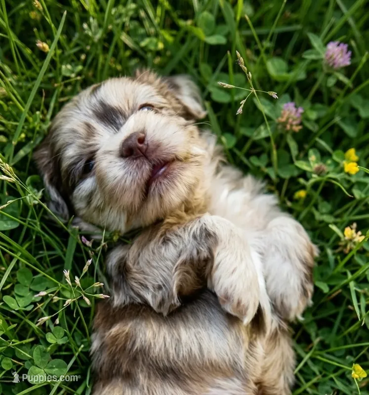 Opal – Cockapoo, Shih Tzu puppy for sale in Townsend, MA
