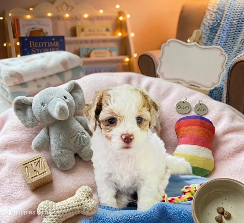 Nina – Cockapoo, Shih Tzu puppy for sale in Townsend, MA