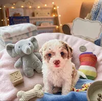 Nina, a female Cockapoo and Shih Tzu for sale in Townsend, MA – 2 of 4