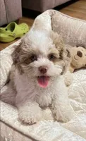 Nina, a female Cockapoo and Shih Tzu for sale in Townsend, MA – 3 of 7
