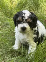 Mickey, a male Cockapoo and Shih Tzu for sale in Townsend, MA – 2 of 4