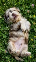 Opal, a female Cockapoo and Shih Tzu for sale in Townsend, MA – 2 of 4