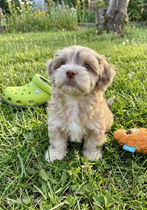 Opal – Cockapoo, Shih Tzu puppy for sale in Townsend, MA