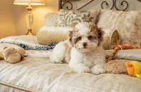 Nina, a female Cockapoo and Shih Tzu for sale in Townsend, MA – 3 of 6