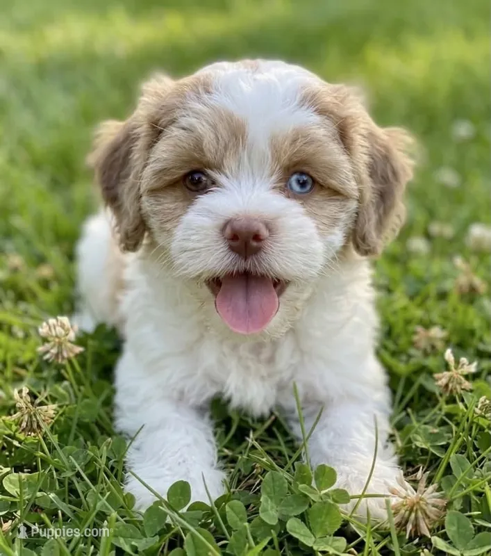 Nina – Cockapoo, Shih Tzu puppy for sale in Townsend, MA