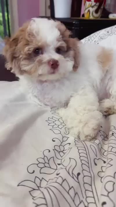 Nina, a female Cockapoo and Shih Tzu for sale in Townsend, MA – 7 of 7