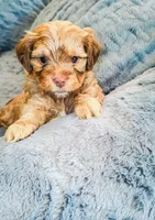 Winner, a male Cockapoo and Shih Tzu for sale in Townsend, MA – 3 of 3