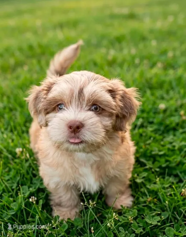 Opal – Cockapoo, Shih Tzu puppy for sale in Townsend, MA