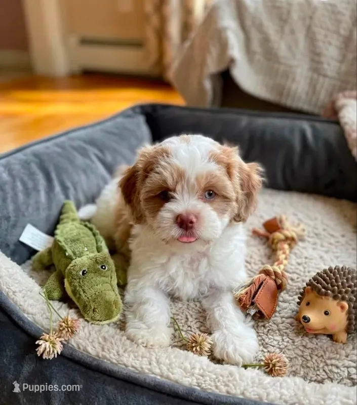 Nina – Cockapoo, Shih Tzu puppy for sale in Townsend, MA