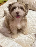 Opal, a female Cockapoo and Shih Tzu for sale in Townsend, MA – 3 of 7