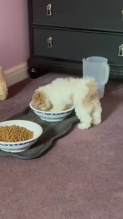Nina, a female Cockapoo and Shih Tzu for sale in Townsend, MA – 6 of 6