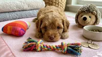 Winner, a male Cockapoo and Shih Tzu for sale in Townsend, MA – 2 of 3