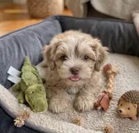 Opal, a female Cockapoo and Shih Tzu for sale in Townsend, MA – 2 of 7