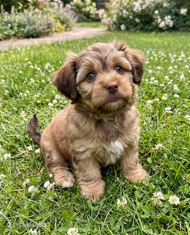 Winner – Cockapoo, Shih Tzu puppy for sale in Townsend, MA